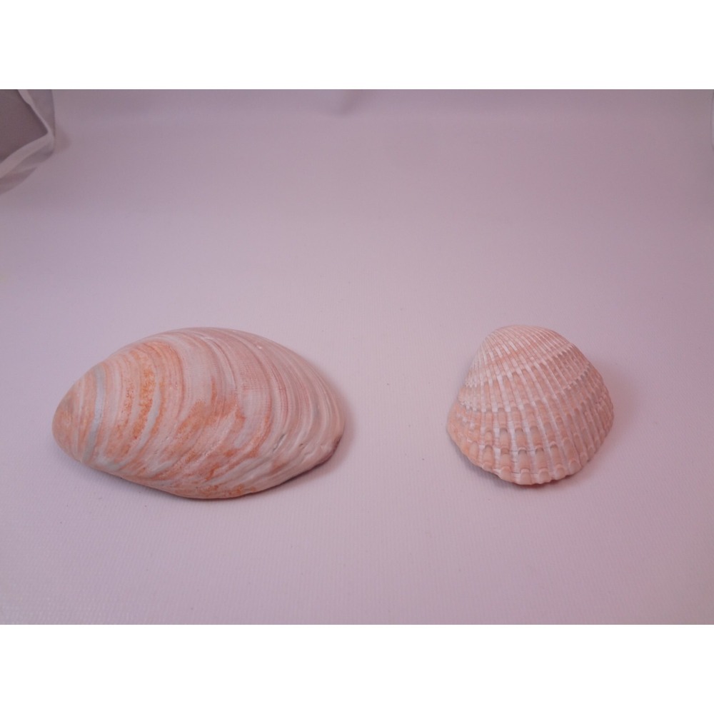 Lot Of 2 Natural Vintage Seashells